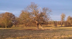Extended Phase 1 Habitat Surveys